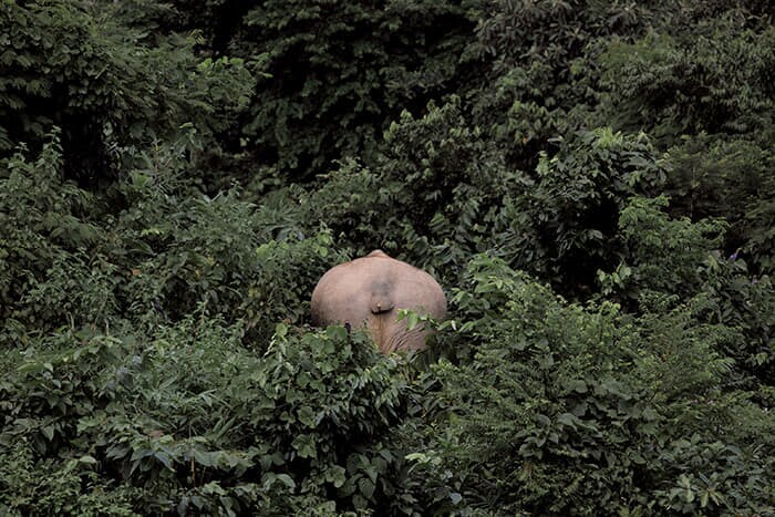 人間との戦いで尻尾を失ったとみられるゾウ(23年10月)