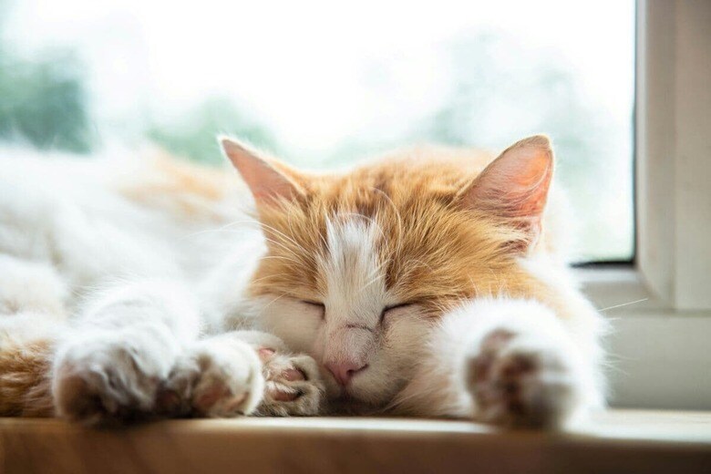 生きることをあきらめた保護猫、心を取り戻した幸せそうな姿に涙（写真はイメージです）　Ioann-Mark Kuznietsov-Unsplash