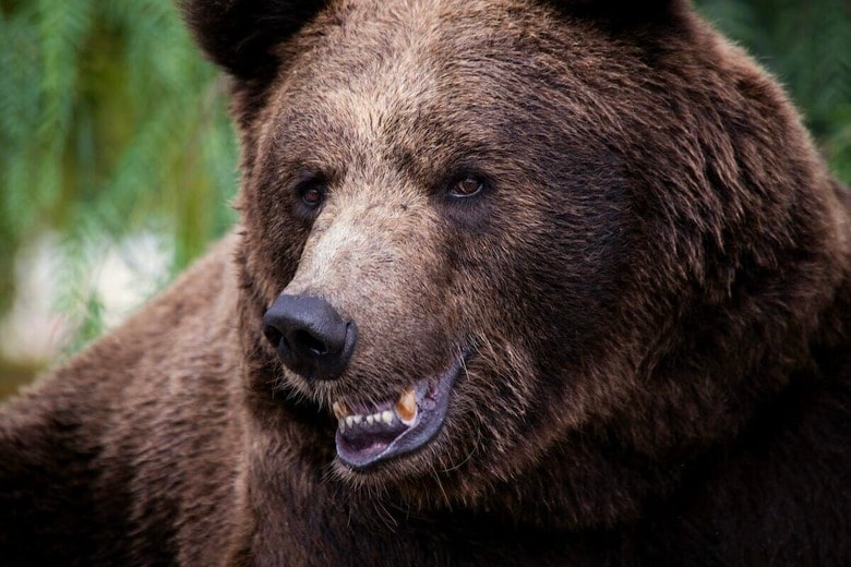 キャンプ中の悲劇...クマに襲われた男性が死亡か（写真はイメージです）　Il Vagabiondo-Unsplash