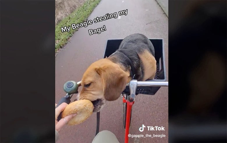 @gappie_the_beagle/TikTok