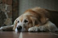 1日1錠の服用で犬の寿命が延びる？ アメリカで開発の新薬、FDA承認に期待