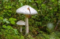 【クイズ】別名「殺しの天使」と呼ばれる毒キノコはどれ？