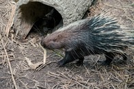 【画像】顔にトゲ、トゲ、トゲ...ヤマアラシの攻撃を受けたゴールデンレトリバー