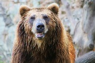 【クイズ】人間にも効く？...「クマよけスプレー」には、主に「何の成分」が含まれている？