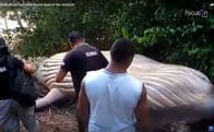 アマゾンのジャングルに打ち上げられたザトウクジラの不思議