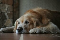 1日1錠の服用で犬の寿命が延びる？ アメリカで開発の新薬、FDA承認に期待