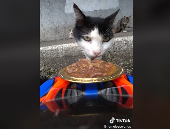 @homelessworlds/TikTok