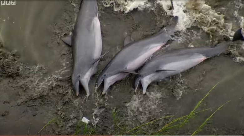 BBC Earth-YouTube