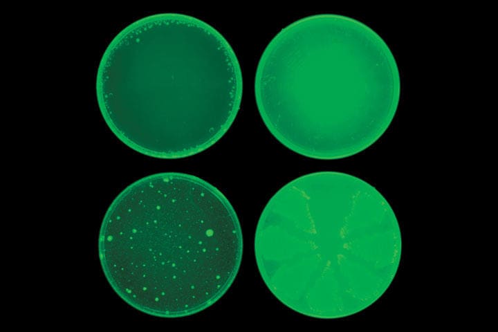 ハリシン投与で耐性菌は全滅（上）、別に抗生物質（下）には耐性も　COURTESY OF THE COLLINS LAB AT MIT