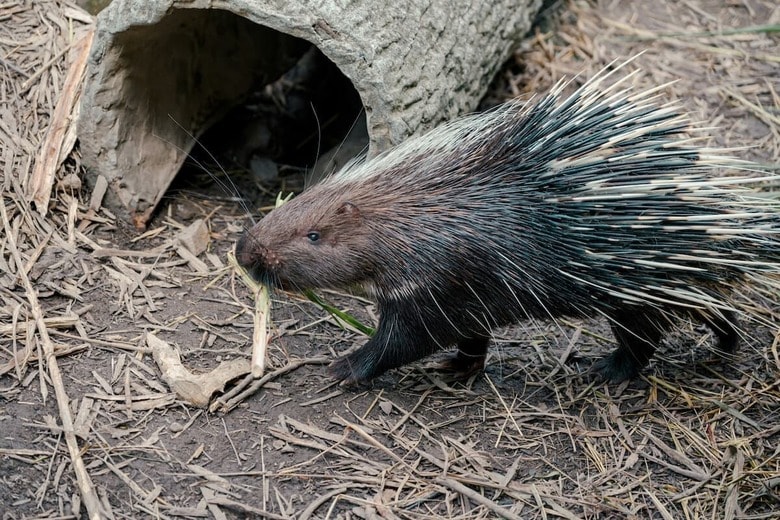 ヤマアラシは脅威を感じる相手に攻撃を仕掛ける（写真はイメージです）　Andy Luo-Unsplas