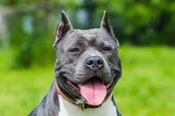 顔面ペロペロ...猫の「ナメた行為」を受けて犬が見せた「驚きの反応」にネット爆笑