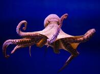 「タコには身体的かつ感情的な痛みがある」との研究結果