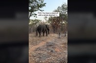 【動画】とてつもない緊張感...ジンバブエで自動車と野生のゾウが「にらみ合い」に　緊迫の映像が「怖すぎる」と話題