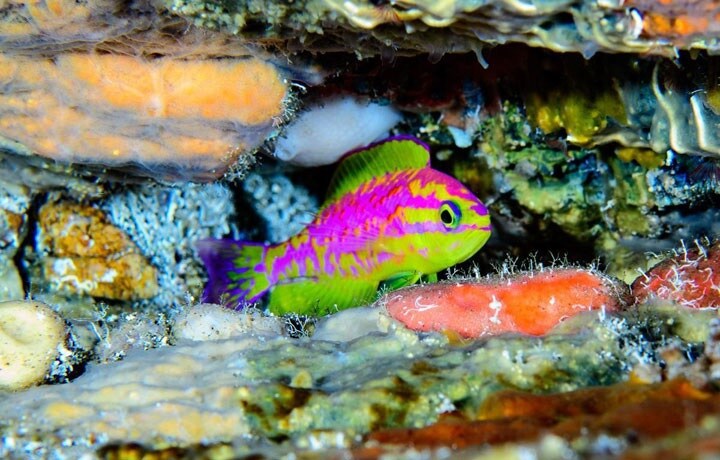 「美の女神」と名付けられた魚の住みかは珊瑚礁　Luiz Rocha/2018 California Academy of Sciences