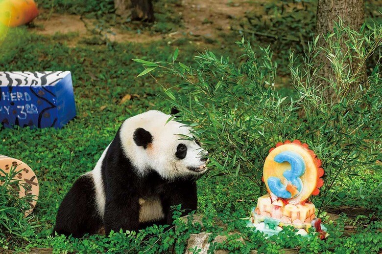 3歳の誕生日を迎えたシャオチージーには特製ケーキのごちそうが　ANNA MONEYMAKER/GETTY IMAGES