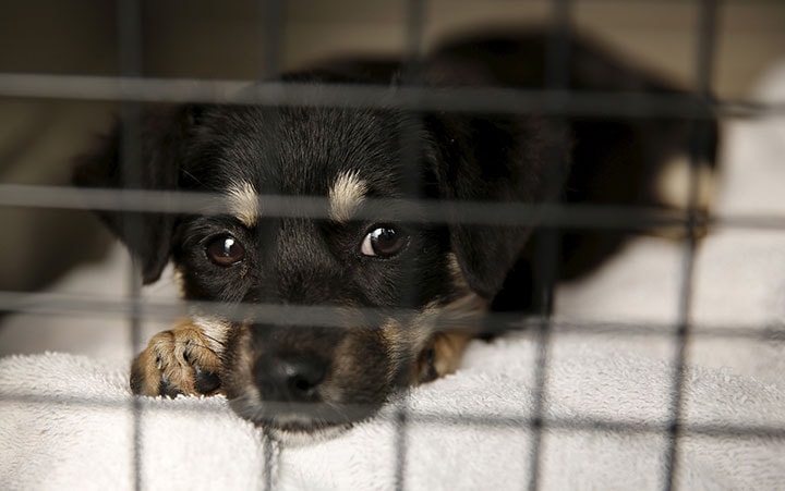 ペットを飼うなら、シェルターにいる犬や猫が第一選択肢であるべき？ Kevin Lamarque-REUTERS