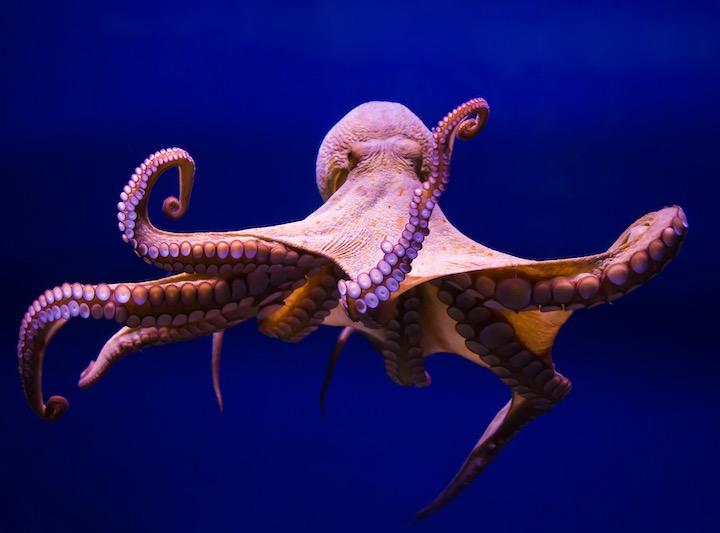 「タコの反応は、哺乳類にみられる痛みと類似している」　heSP4N1SH-iStock