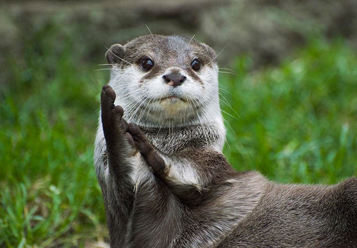 見た目によらず、したたかなカワウソ（写真はイメージです）　Rawlinson_Photography-iStock