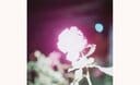 川内倫子《無題》(シリーズ〈Illuminance〉より) 2009年 ©Rinko Kawauchi