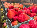 スペインのイチゴ農家の危機「干ばつイチゴボイコット運動」