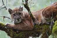 アメリカ大陸最大のネコ科動物を脅かす水銀の霧
