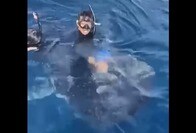 【動画】許される行動ではない...ジンベエザメの背中にのしかかるダイバーの映像