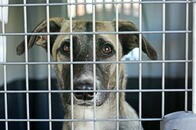 ロックダウン生活支えたペットたち、いまや飼育放棄続々　英・独