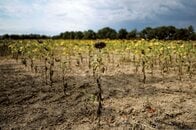 記録的熱波でフランスに深刻な干ばつ、枯れるヒマワリ畑