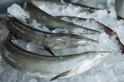 廃棄される「鱧（ハモ）の皮」からコラーゲンを抽出...再春館製薬所「ドモホルンリンクル」は驚くほどサステナブル