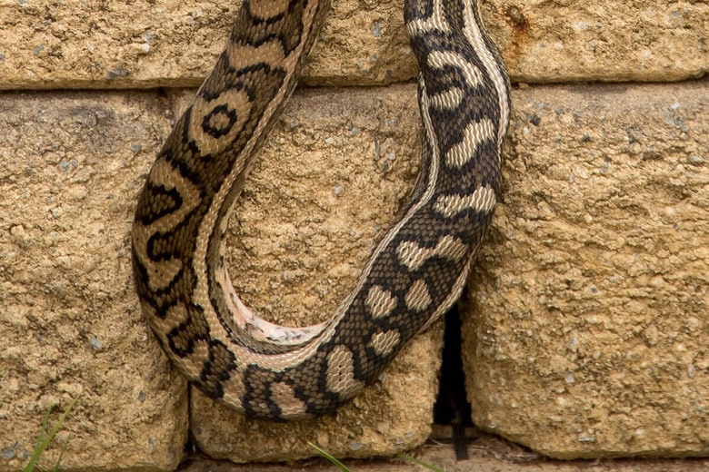 （写真はイメージです）　sandid-pixabay