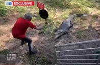 【映像】フライパン一つでワニを撃退する男性