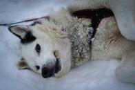 【動画】独特すぎる「口調」で必至にお散歩をおねだりするハスキー犬