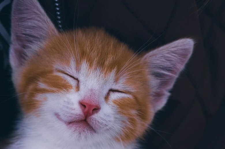 可愛い子猫にみんながメロメロ（写真はイメージです）　German Krupenin-Unsplash