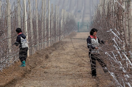 平壌郊外の果樹園で農作業をする人々　Bobby Yip-REUTERS