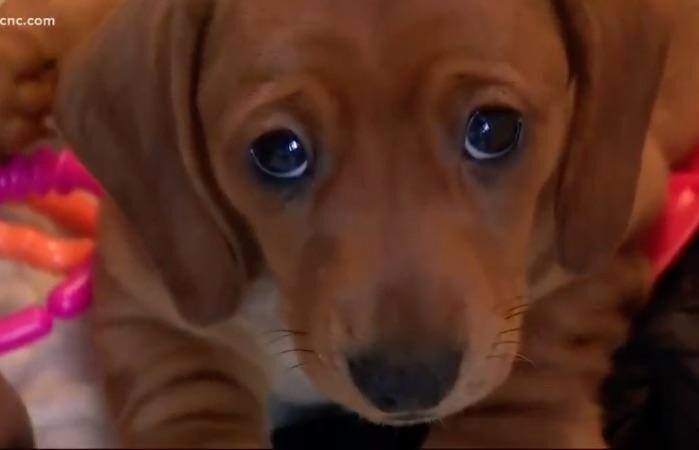 「子犬の目」ができるよう進化した...... WCNC-YouTube