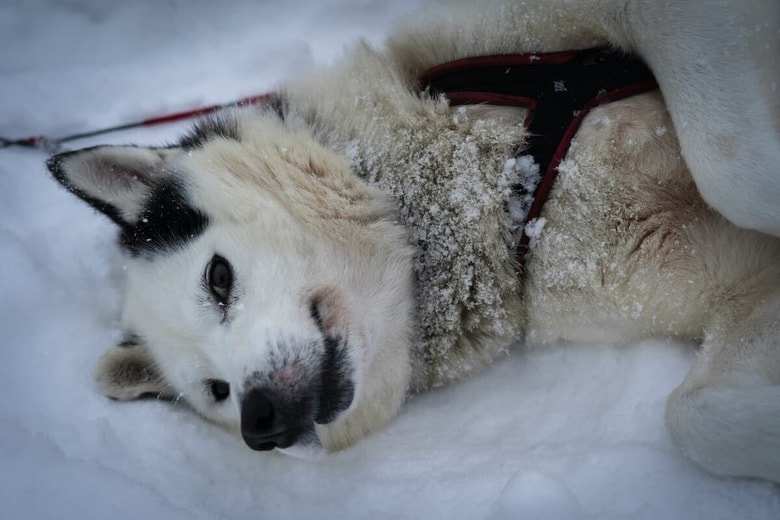 極寒の雪の中はハスキーにとって天国？（写真はイメージです）　Ugur Arpaci-Unsplash