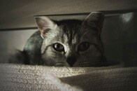 飼い主の身に一体何が...捨て猫に添えられた不穏な手紙、心配する声続出