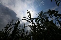 ＦＡＯ世界食料価格指数、7月は3年半ぶり高水準