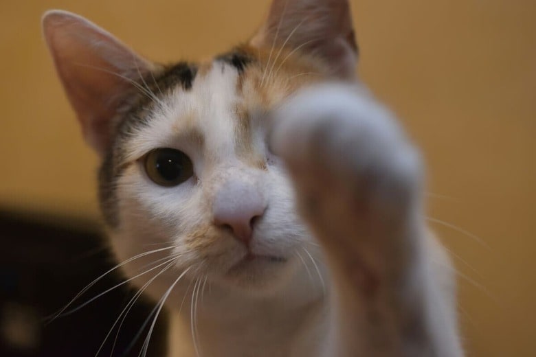 甘えん坊猫は可愛いけれど...（写真はイメージです）　Andreas Jabusch-Unsplash