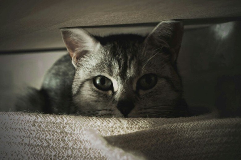 動物虐待は人間に対する暴力との関係が指摘されている（写真はイメージです）　Hakim Menikh-Unsplash