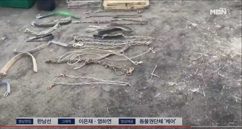 主が亡くなった首輪や鎖が惨劇を物語る　MBN News / YouTube