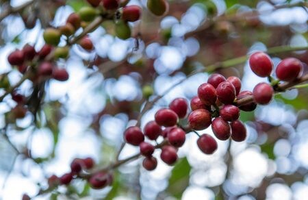 １２月１９日、欧州連合（ＥＵ）域内のコーヒー輸入企業が、アフリカなどの小規模農家からの調達を縮小しはじめている。写真はコーヒーの実。２０１８年１１月、エチオピア・シェベディノの農場で撮影（２０２４年　ロイター/Maheder Haileselassie）