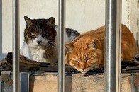【動画】ひとりぼっちのクリスマス...引き取り手が現れないシニア猫の悲しい現実