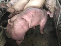 カンボジアで飼育されている巨大変異ブタ、安全なのか？