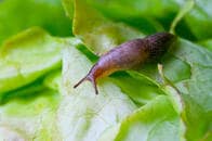 ハワイで旅行者がヒトの脳に寄生する寄生虫にあいついで感染