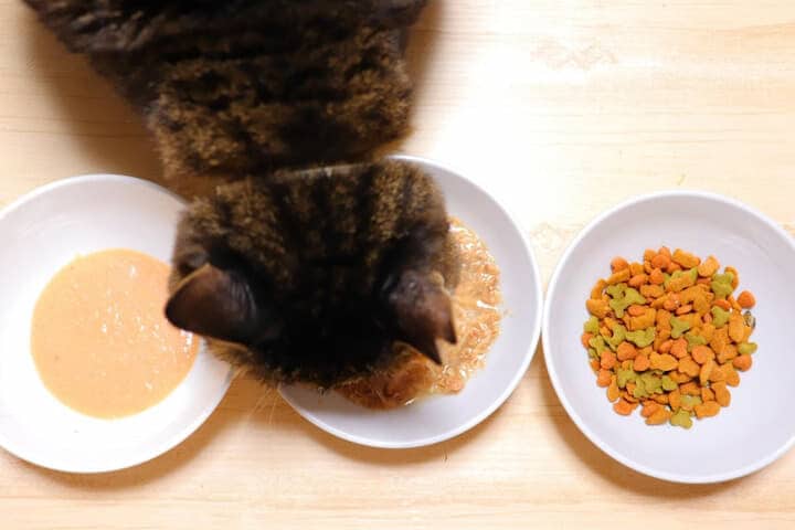 餌を食べる猫