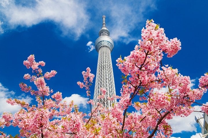 桜とスカイツリー