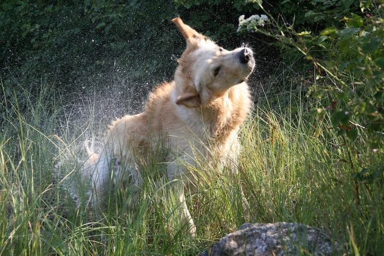 犬がびしょ濡れになった理由がまさかの…（写真はイメージです）　Christer Lässman-Unsplash