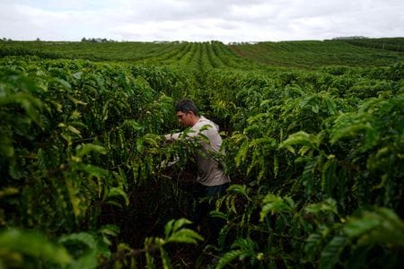 　ブラジル、サンパウロの流行の中心地オスカール・フレイレ通りにあるおしゃれなコーヒーショップで、バリスタが一風変わったエスプレッソを淹れている。写真はコーヒー農園で働く人。ブラジルのエスピリトサント州サンガブリエルダパリャで９月撮影。（２０２５年　ロイター/Alexandre Meneghini）