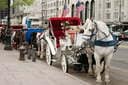 セントラル・パークの馬車（写真はイメージ）　Norbert Rehm-shutterstock